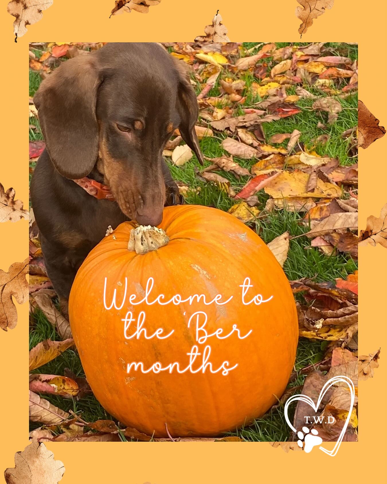Paws & Pumpkins